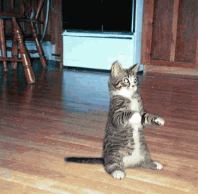 CatJack